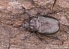 páchník hnědý (Brouci), Osmoderma eremita (Scopoli, 1763) (Coleoptera)